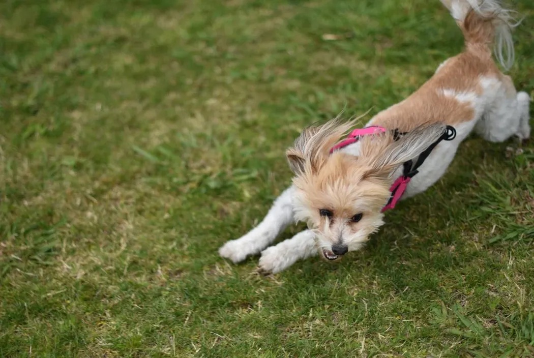 Innowacje w świecie szelek - Technologie poprawiające życie małych psów.