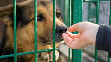Psy odłowione w gminie Ślesin czekają na adopcję w trzech placówkach
