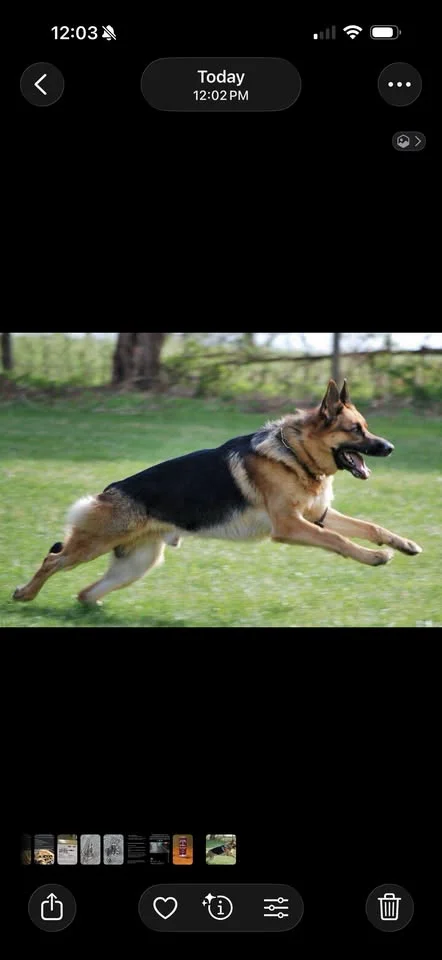 Grafika promocyjna wydarzenia 2nd Annual Koni Memorial Trial — memoriał Koni, amerykańskie zawody Schutzhund