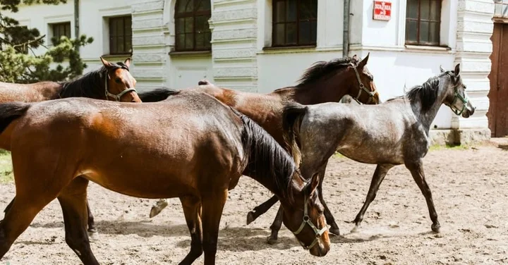 Grafika promocyjna wydarzenia Janów Podlaski vol. 1: Stadnina Koni i Zamek – jednodniowa wycieczka