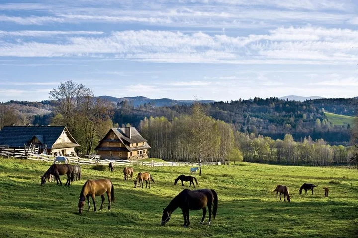Grafika promocyjna wydarzenia Kurs Fizjoterapii Koni – praktyczny kurs dla właścicieli i specjalistów