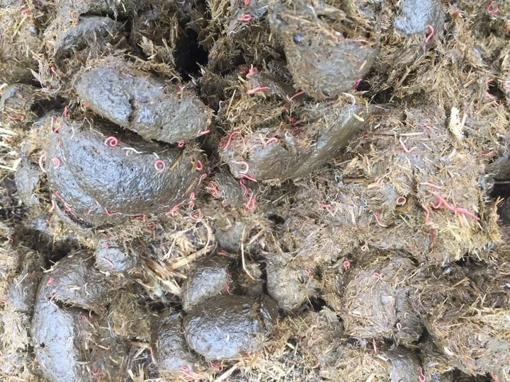 Grafika promocyjna wydarzenia Parazité u koní s MVDr. Dominikou Švehlovou — praktyczny seminář o pasożytach koni