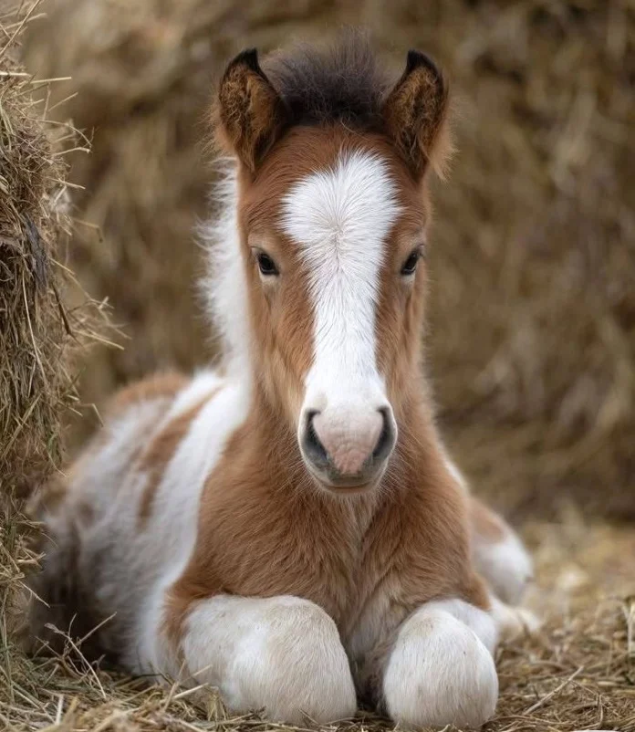 Grafika promocyjna wydarzenia Seminář reprodukce koní, krmení koní v chovu — seminář o rozrodzie i żywieniu koni