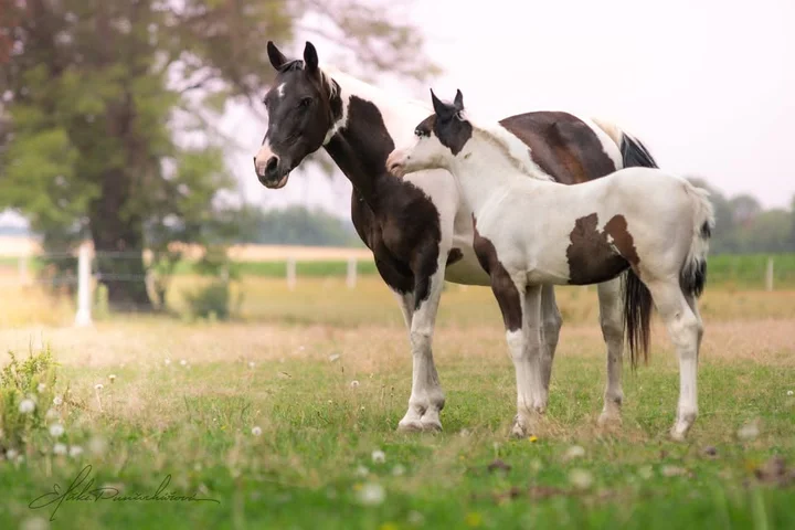 Grafika promocyjna wydarzenia Seminář - Reprodukce koní — seminarium o reprodukcji koni