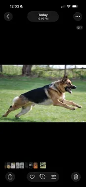 Grafika promocyjna wydarzenia 2nd Annual Koni Memorial Trial — memoriał Koni, amerykańskie zawody Schutzhund