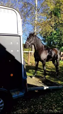 Grafika promocyjna wydarzenia Jednodenní kurz nakládání koní na Zámku Skalice — kurs ładowania koni