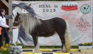 Grafika promocyjna wydarzenia Przegląd hodowlany koni Gypsy/Irish Cob w Stajni OSSANTO