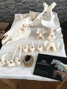 Grafika promocyjna wydarzenia Workshop anatomie a palpace koní — warsztat anatomii i palpacji koni