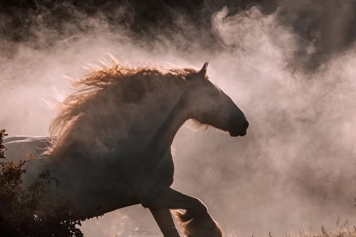 Grafika promocyjna wydarzenia Warsztaty Fotografii Koni 2026 — intensywny weekend z fotografią koni