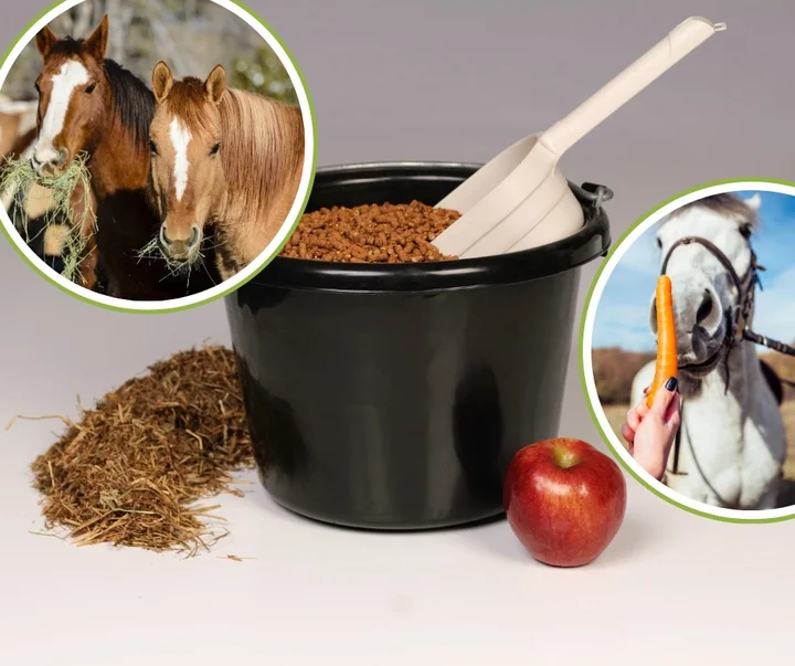 Grafika promocyjna wydarzenia Workshop krmení koní z Ing. Monikou Mechovou — praktyczny kurs żywienia koni