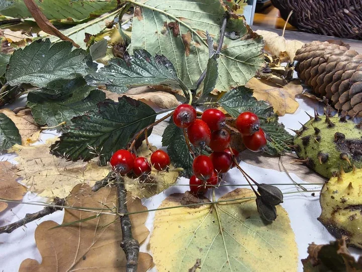 W Koninie jesień trafiła na stół - liście, glina i własne parki